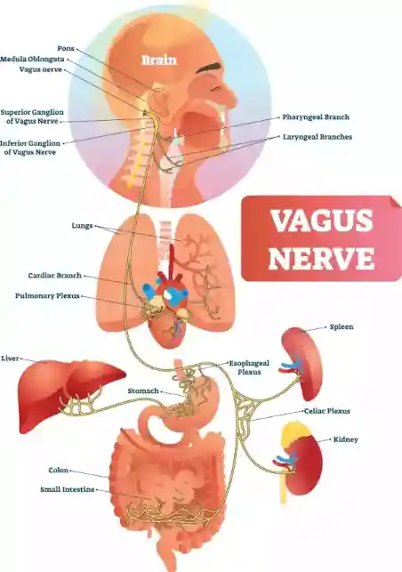 yoga and the vagus nerve