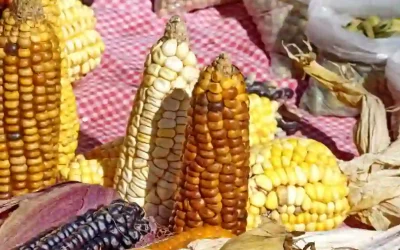 Nixtamalization Of Corn: Ancient Secret Of The Americas