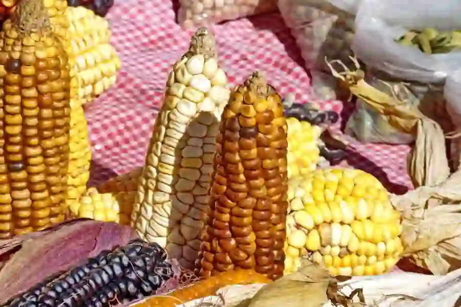 Nixtamalization Of Corn: Ancient Secret Of The Americas